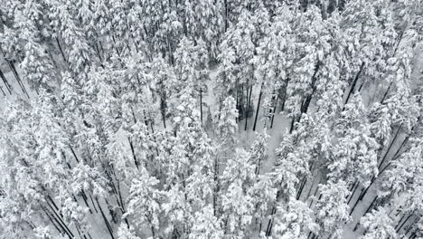 Aerial-flyover-frozen-snowy-spruce-forest